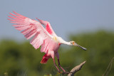 Roseate Spoonbill