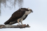 Osprey