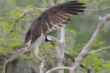 Osprey