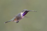 Lucifer Hummingbird