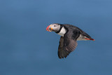 Atlantic Puffin