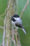 Carolina Chickadee