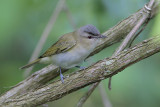 Red-eyed Vireo