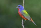 Painted Bunting