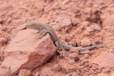 Whiptail