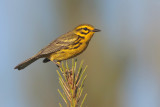 Prairie Warbler