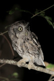 Eastern Screech-Owl
