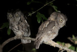 Eastern Screech-Owl