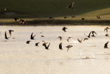 Purple Martin
