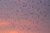 Purple Martin