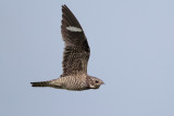 Common Nighthawk