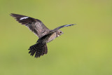 Common Nighthawk