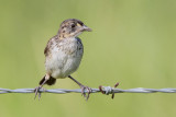 Seaside Sparrow