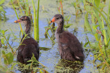 Common Gallinule