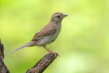 Bachmans Sparrow