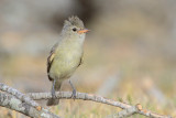 Northern Beardless Tyrannulet