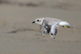 Piping Plover