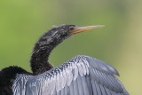 Anhinga