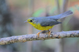 Canada Warbler