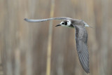 Black Tern