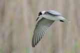 Black Tern