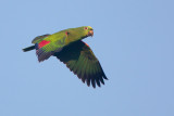 Yellow-crowned Parrot