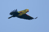 Yellow-crowned Parrot