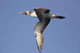 Masked Booby