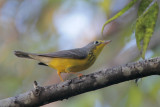 Canada Warbler