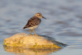 Least Sandpiper