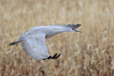 Sandhill Crane