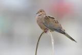 Mourning Dove