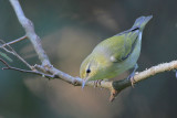 Tennessee Warbler