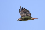 Red-tailed Hawk