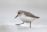 Western Sandpiper