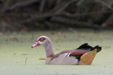 Egyptian Goose