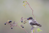 Eastern Phoebe eating berries