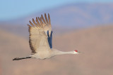 Sandhill Crane