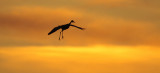 Sandhill Crane