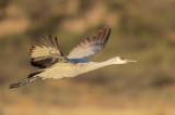 Sandhill Crane
