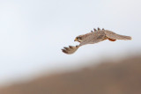 Prairie Falcon