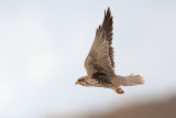 Prairie Falcon