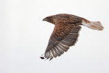 Ferruginous Hawk