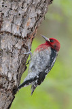 Red-breasted Sapsucker