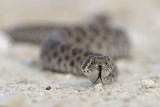 Western Diamondback Rattlesnake