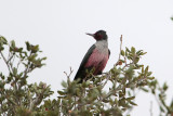 Lewiss Woodpecker