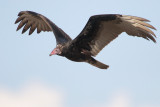 Turkey Vulture