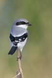 Loggerhead Shrike