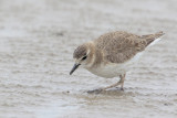 Mountain Plover