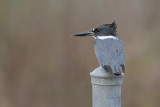 Belted Kingfisher